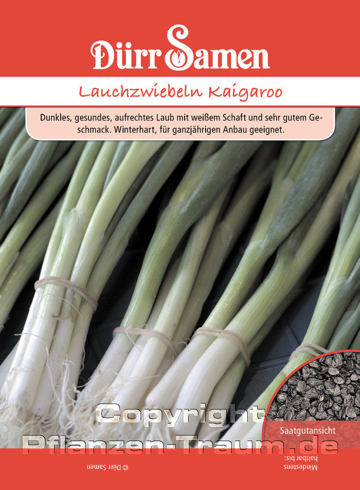 Lauchzwiebeln Kaigaroo, Allium fistulosum, Samen Dürr