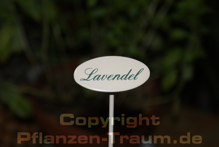 Lavendel, KrÃ¤uterstecker Indoor Schild mit SpieÃŸ, Pulverbeschich