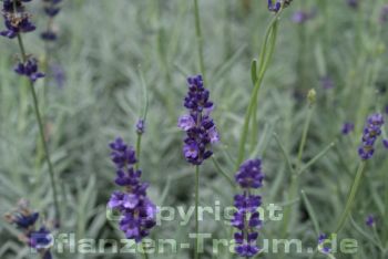 Garten Lavendel Hidcote Lavandula augustifolia