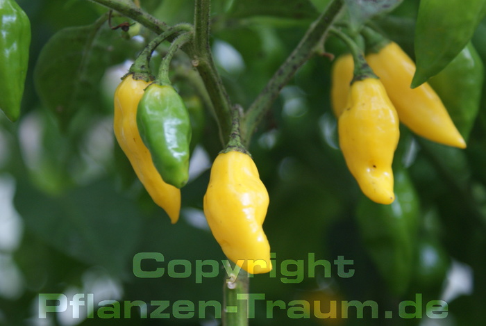 Chilisamen Limón Capsicum chinense Schärfe 10