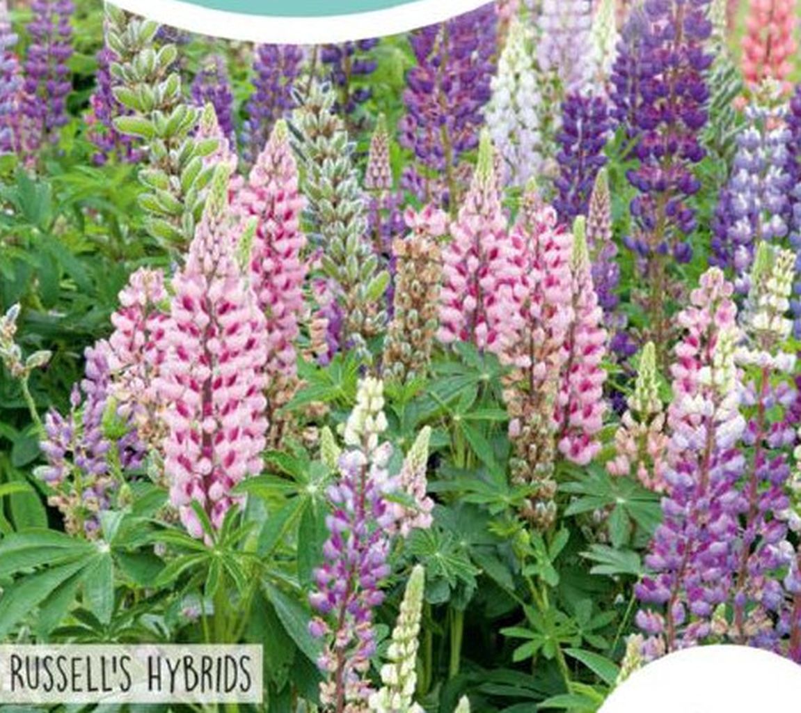 Lupine, Russells Hybrids, Lupinus polyphyllus, Horti Tops