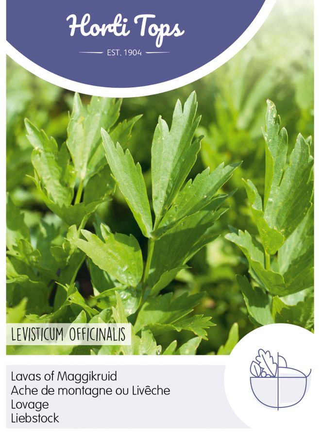 Liebstock, Maggikraut, Levisticum officinalis, Samen, Horti Tops