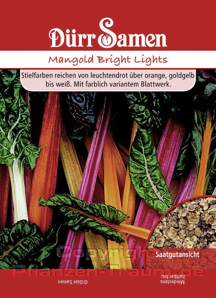 Mangold Samen, Bright Lights, Beta vulgaris, Samen Dürr