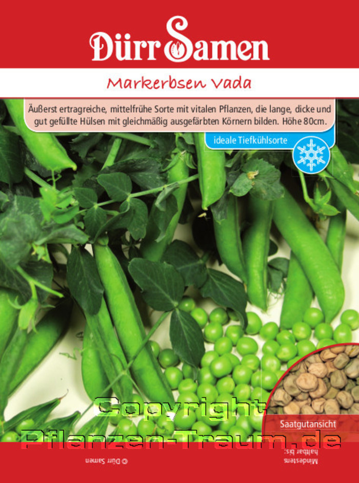 Markerbsen Samen Vada, Pisum sativum, Samen Dürr