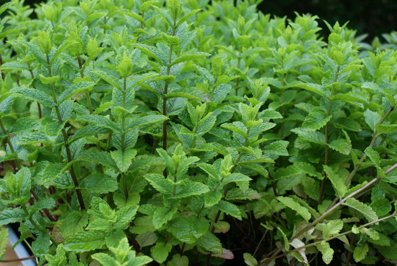 Marokkanische Minze Marokko Mentha spicata var. Crispa