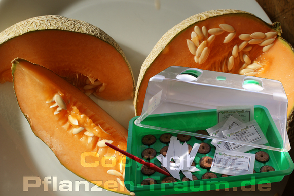 Zimmergewächshaus, Anzuchtset,  Geschenk, Melonensamen