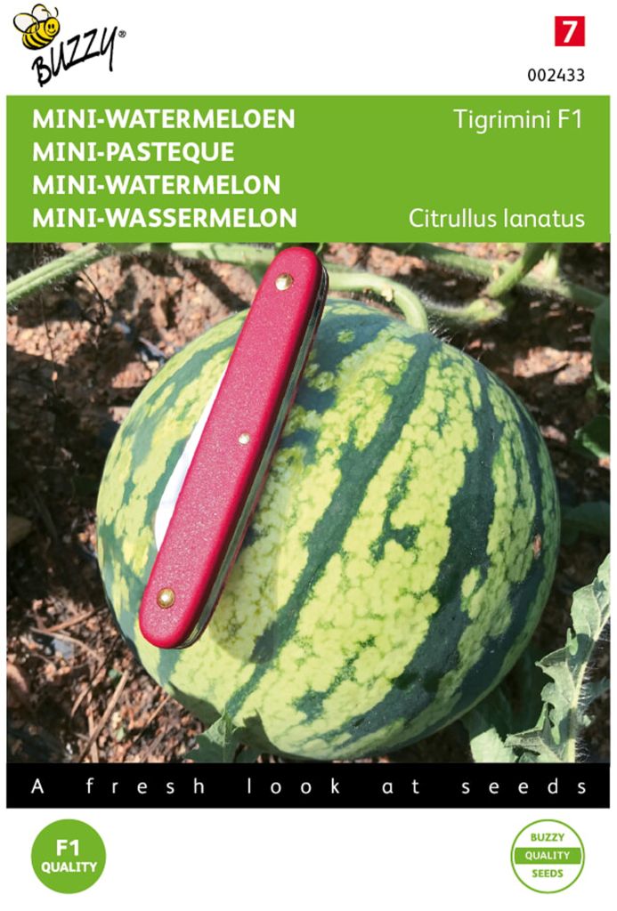 Melone Tigrimini, Mini Wassermelone, Citrullus lanatus