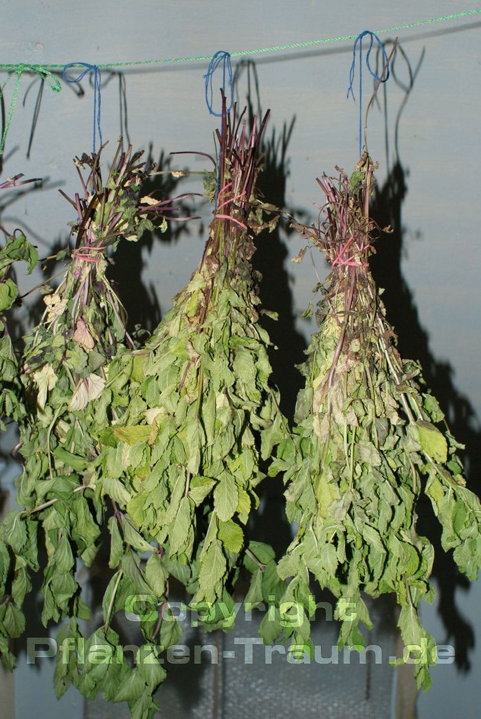 Minze, Mentha trocknen in der Küche für den täglichen Bedarf an  Minze