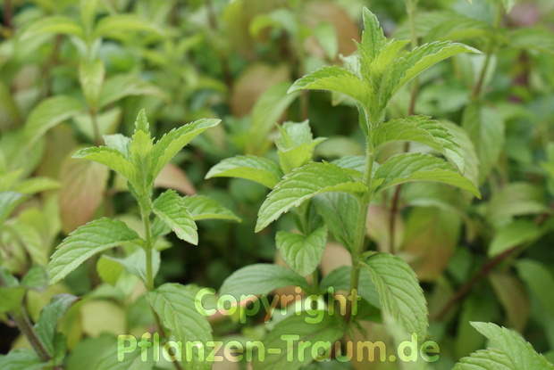 Minze Mojito Hemingway Mentha species nemorosa