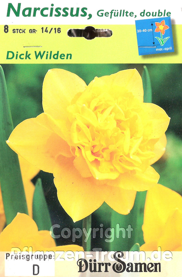 8 Blumenzwiebeln, Narzissen Dick Wilden Narcissus gefüllt