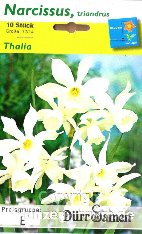 10 Blumenzwiebeln, Narzissen, Osterglocken, Thalia, Narcissus tr