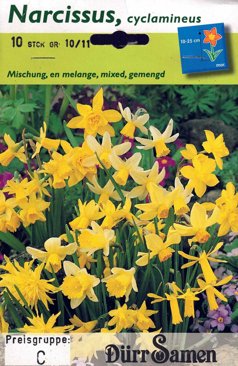 10 Blumenzwiebeln, kleine Narzissen,  Mischung, Narcissus cyclam