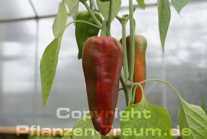 Paprika Samen \'Nocera Rosso\' Capsicum annuum L.