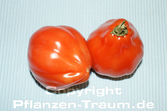 Tomaten Samen Ochsenherz Fleischtomate Cuor di Bue