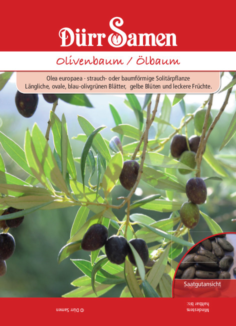 Olivenbaum, Ölbaum, Olea europaea, Samen Dürr