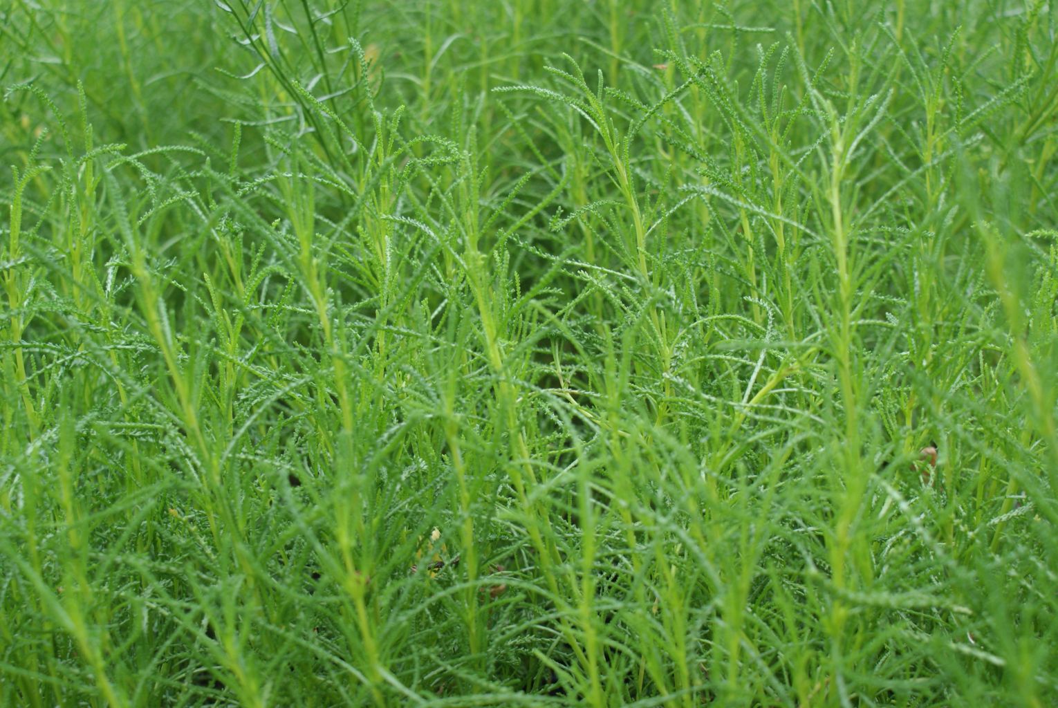 Olivenkraut Pflanze Santolina viridis