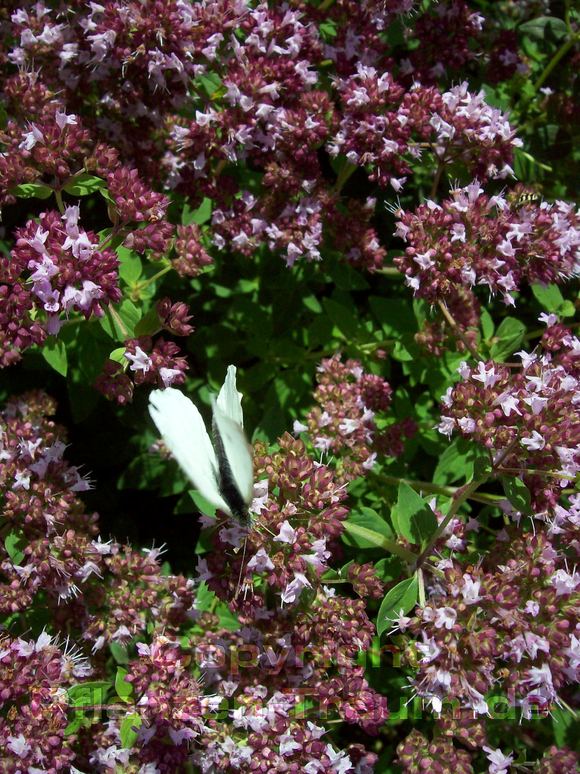Oregano Samen Origanum vulgare Dost