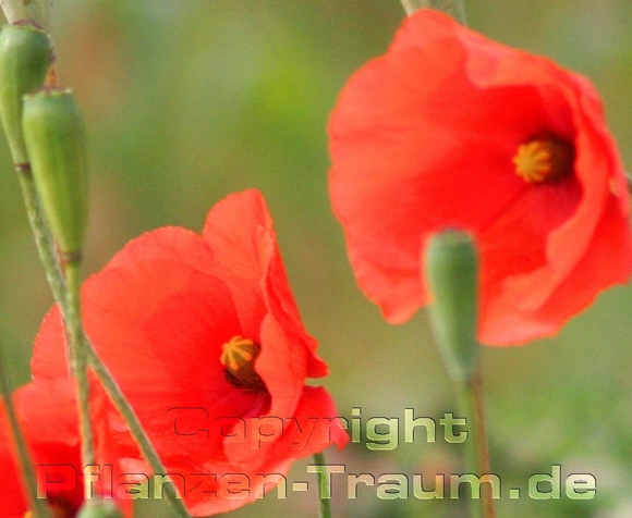 Saatmohn Samen Papaver dubium