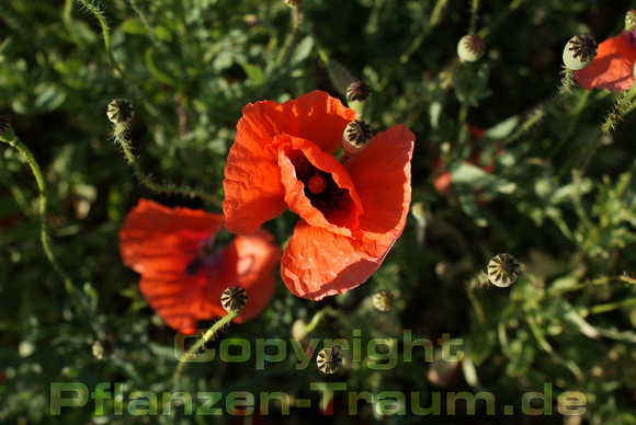 Echter Klatschmohn Samen Papaver rhoeas