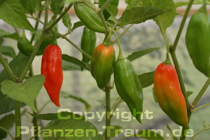 Chilisamen Hot Paper Lantern Habanero Capsicum chinense SchÃ¤rfe