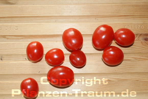 Tomaten Principe Borghese Coctailtomate Pflanze