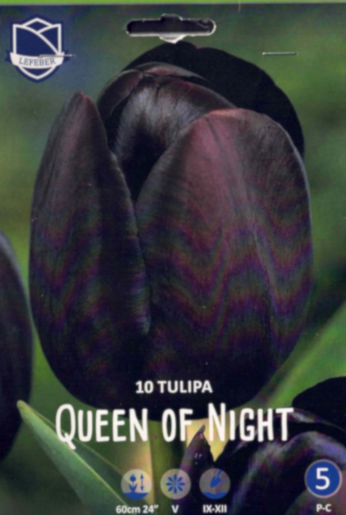 Tulpen, Tulpenzwiebeln Queen of Night, einfache späte Tulpe, Höhe 60, 10 Blumenzwiebeln