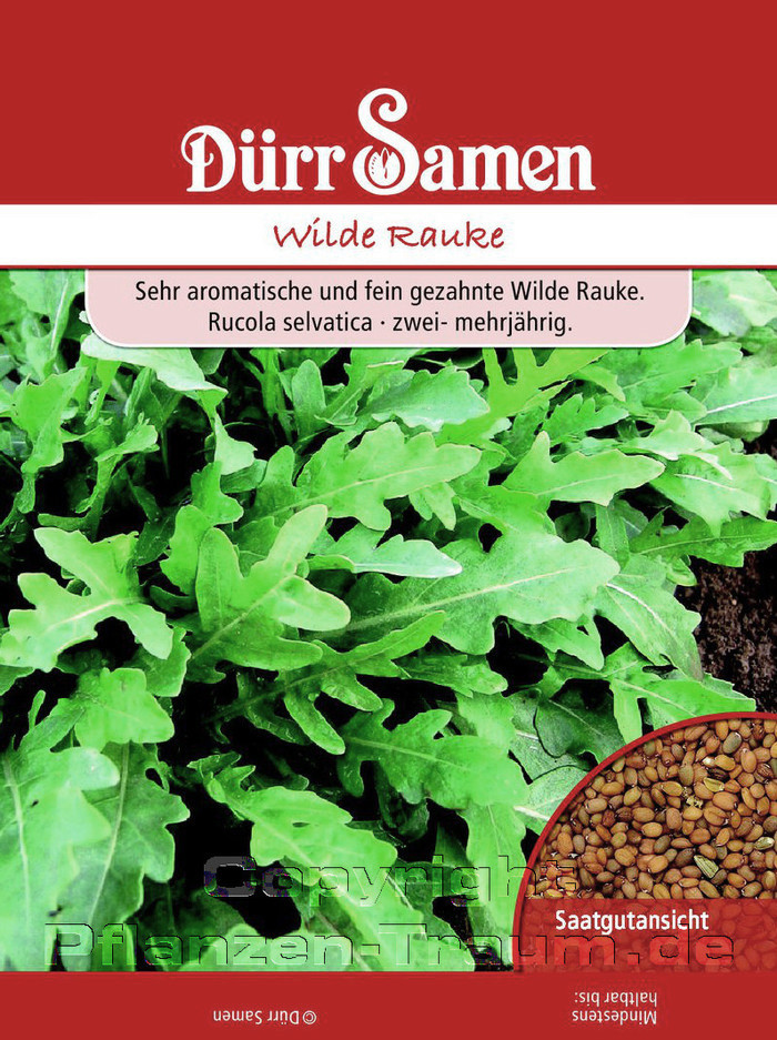 Rauke Samen, Wilde Rauke, Rucola selvatica, Samen Dürr