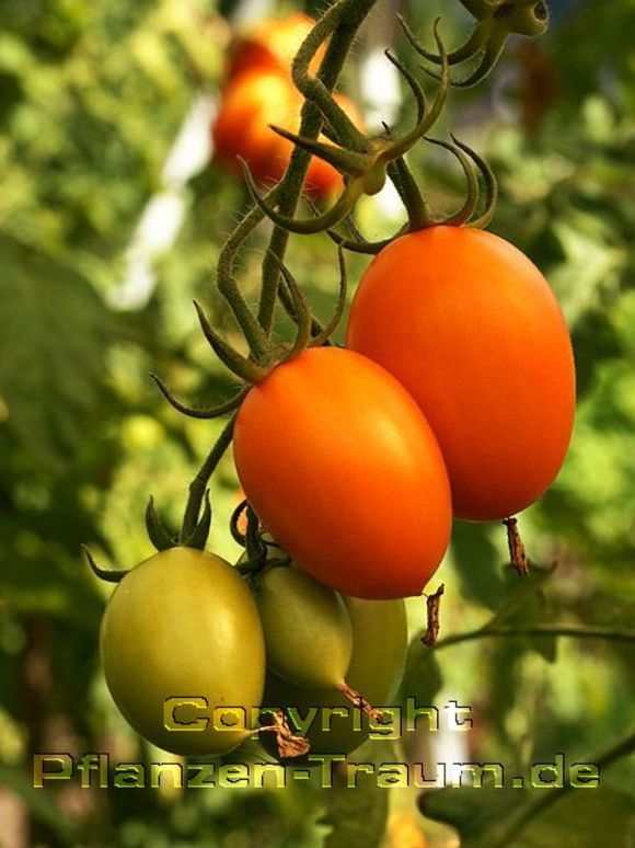 Tomate, Buschtomate Rio Grande Pflanze