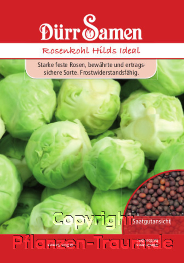 Rosenkohl Hilds Ideal, Brassica oleracea, Samen Dürr