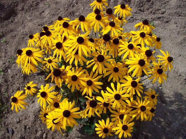 Sonnenhut, Rudbeckia, Goldsturm