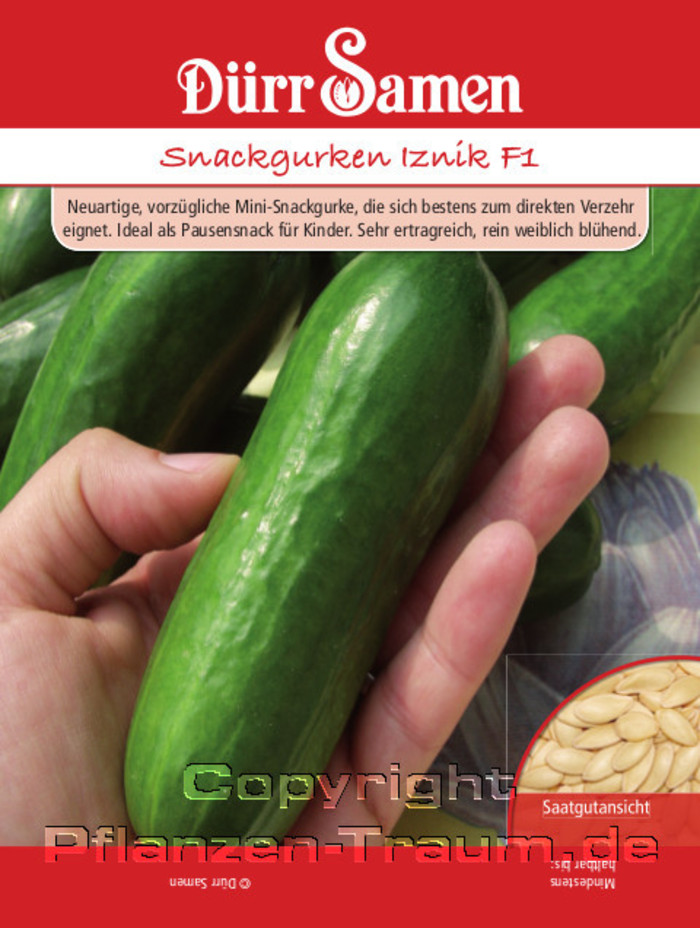 Snackgurken Samen Iznik F1, Salatgurken, Cucumis sativus, Samen