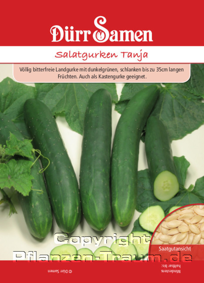 Salatgurken Samen Tanja, Cucumis sativus, Samen Dürr