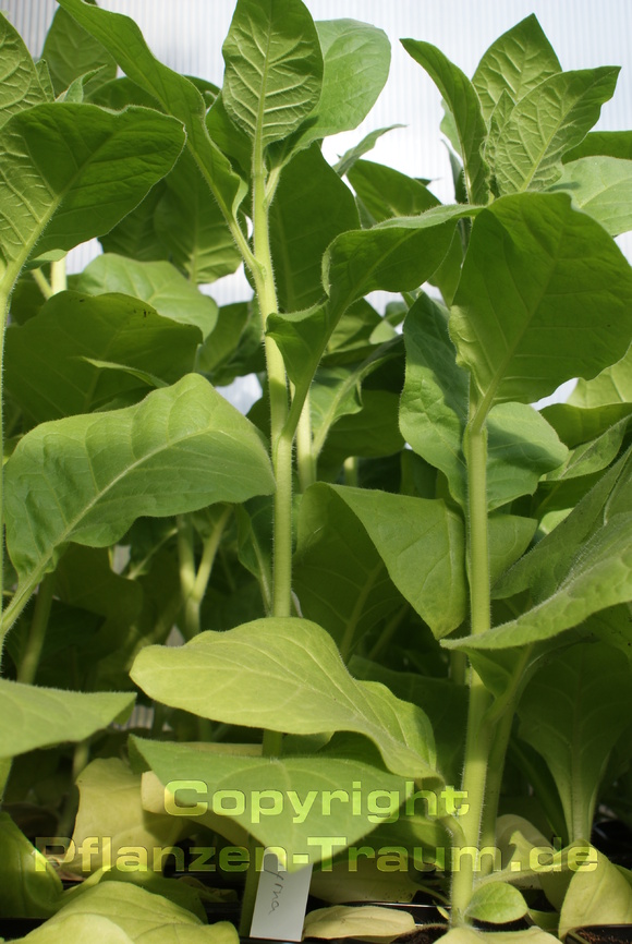 Tabaksamen Samsoun Orient Nicotiana tabacum