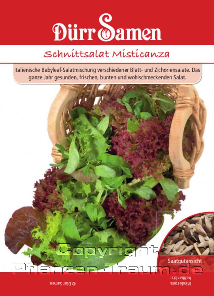 Schnittsalat Misticanza Samen, Lactuca sativa, Samen Dürr