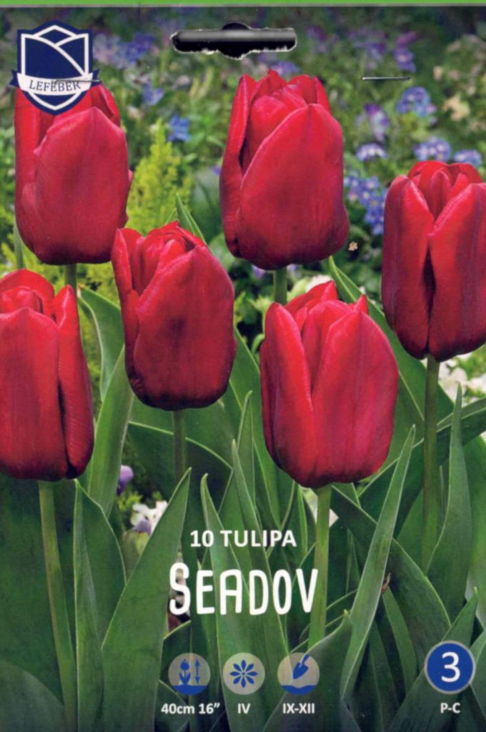 Tulpen, Tulpenzwiebeln Seadov, halbhohe Triumph, Höhe 40 cm, 10 Blumenzwiebeln