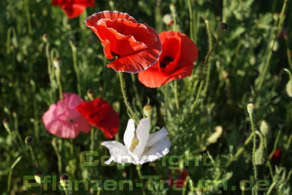 Seidenmohn Shirley Samen Papaver rhoeas Mischung