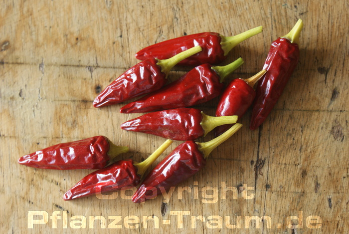 Chili Samen Sibirischer Hauspaprika Capsicum annuum Schärfe 7