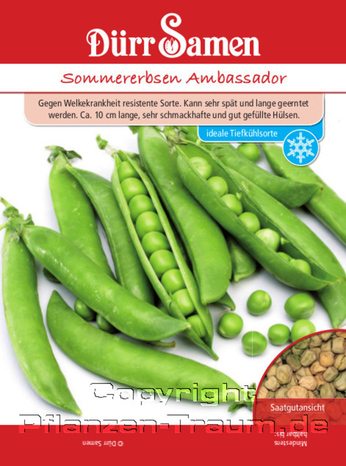 Sommererbsen Samen Ambassador, Pisum sativum, Samen Dürr