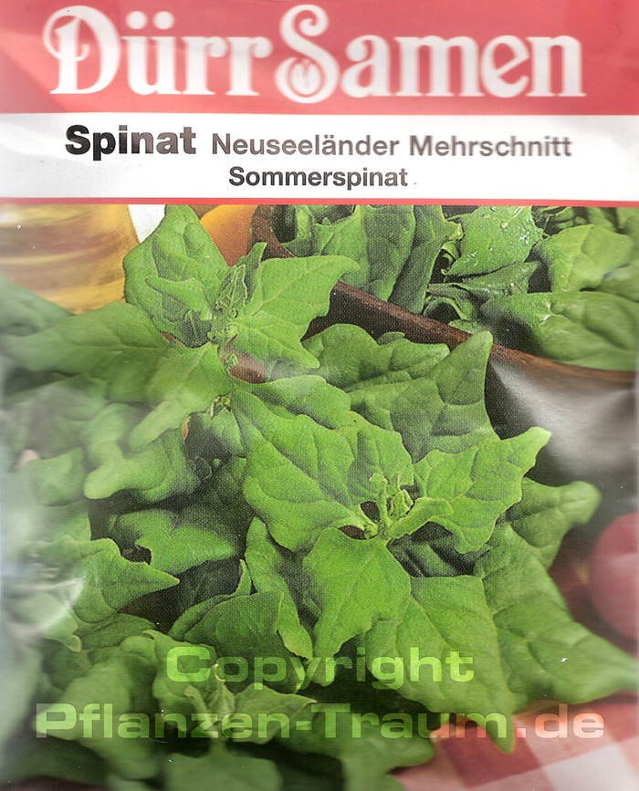 Spinatsamen, Neuseeländer Mehrschnitt Sommerspinat Samen, Dürr S