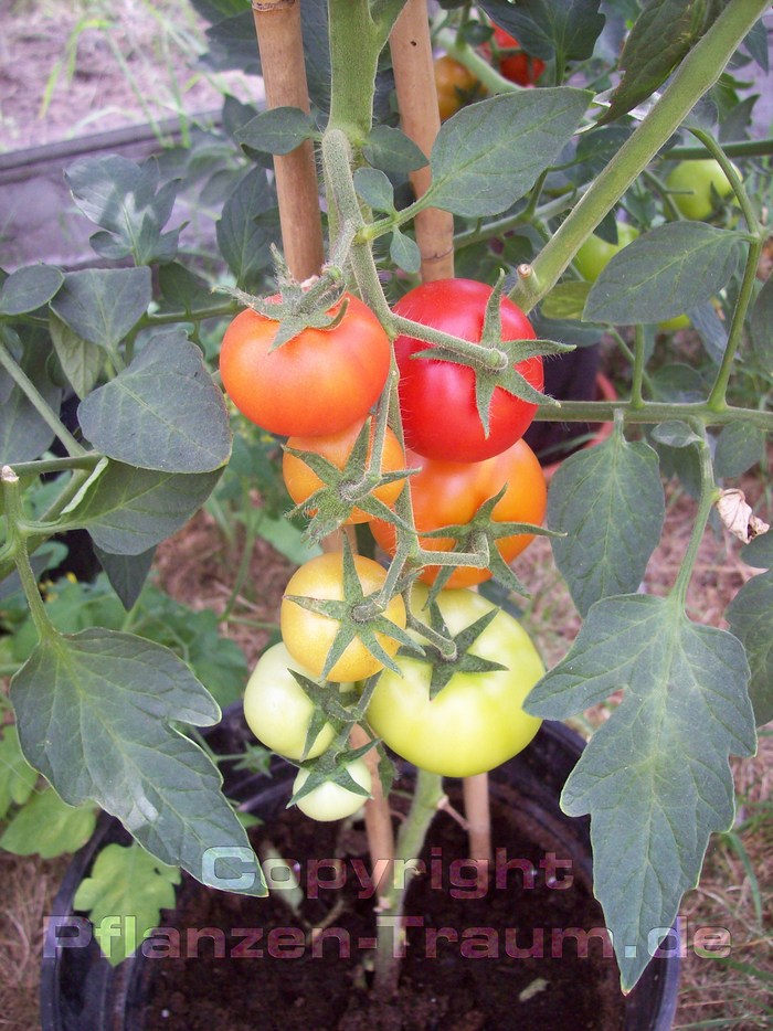 Tomaten Ace 55 VF Jungpflanze