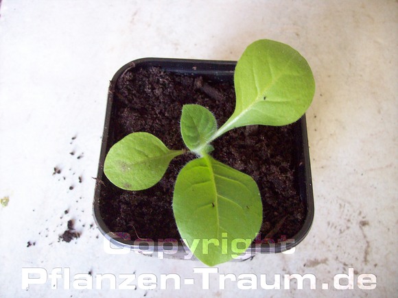 Tabak Samen Badischer Geudertheimer Nicotiana tabacum