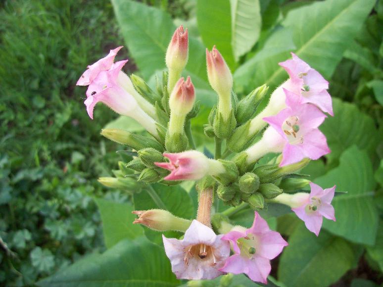 Tabak Samen Virginia Nicotiana tabacum