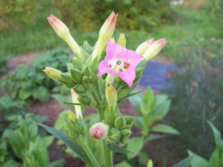 Echte Burley,Tabakpflanze,Exotischer Blickfang,NicotianaTabacum,Rauchtabak,10cm 