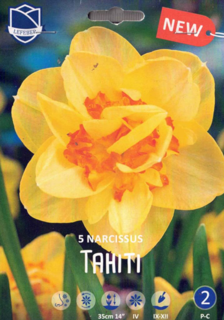 5 Blumenzwiebeln, Narzissen, Tahiti, doppelt gefüllt,  Narcissus