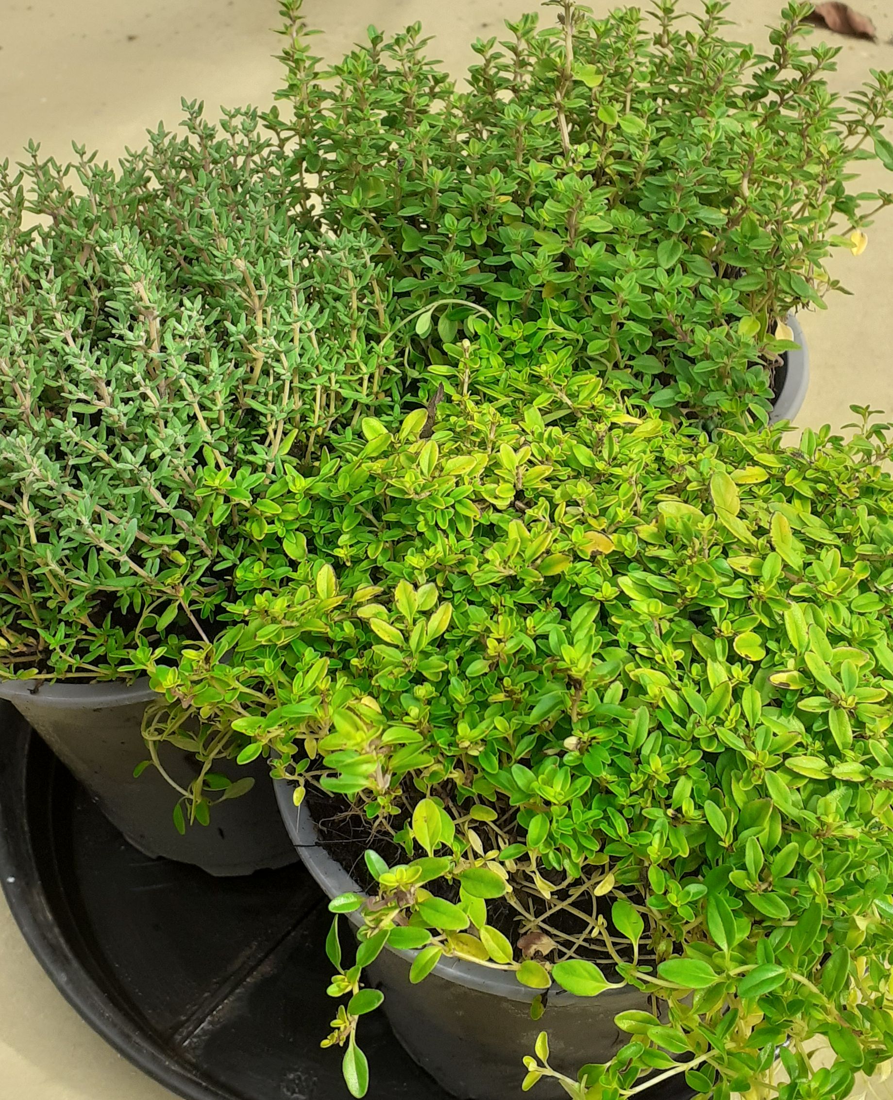 Thymian-Vielfalt im Kräuterangebot - 3 aromatische Sorten für Garten & Küche! Thymian-Vielfalt im Kräuterangebot - 3 aromatische Sorten für Garten & Küche!