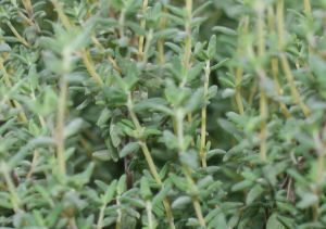 Thymian