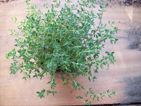 Küchenthymian Thymus vulgaris Küchenthymian Thymus vulgaris