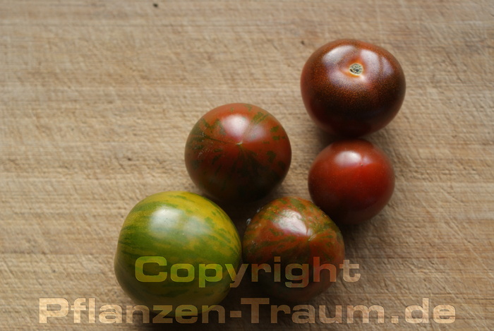 Tomate Pflanze Black Russian