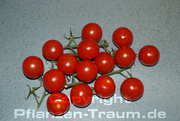 Tomaten Jungpflanze Tiny Tim Cherrytomate Lycopersicum l. Balkon