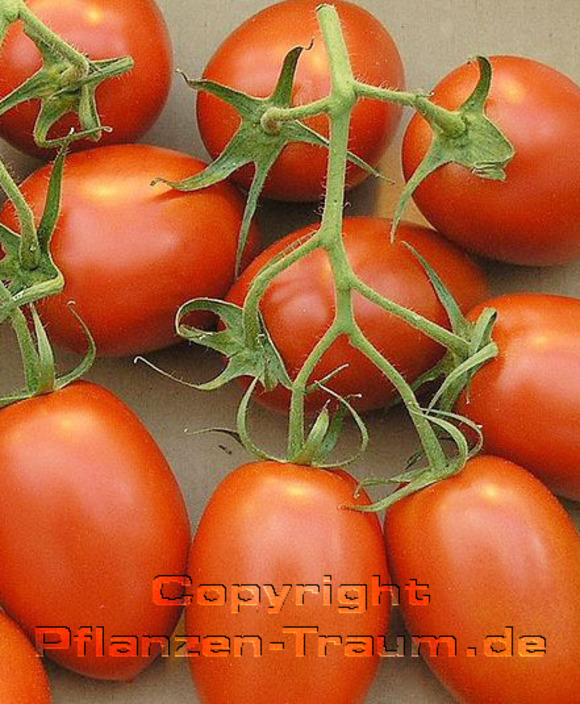 Tomatensamen Rio Grande Buschtomate Lycopersicum l.